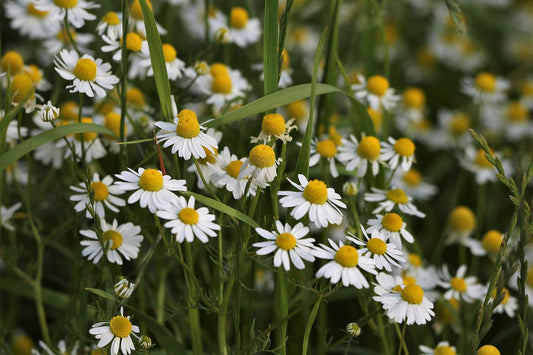 Organic Chamomile