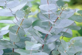 Eucalyptus Leaf