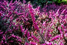 Heather Flower