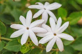 Jasmine Flower