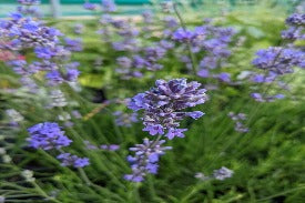 Lavender Flower