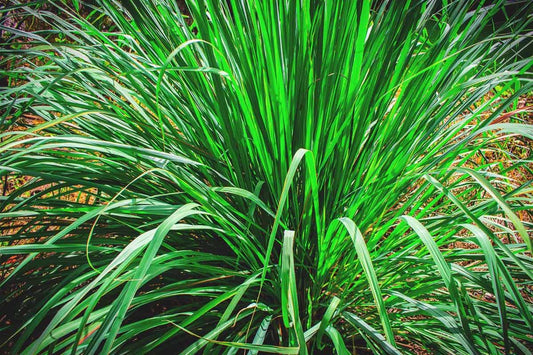 Organic Lemon Grass