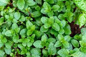 Organic Peppermint Leaf