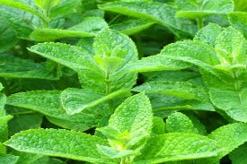 Organic Spearmint Leaf